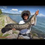 琵琶湖バス釣りライブR5-8/27（ライギョ！）