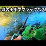 田んぼの小川でブラックバス釣り