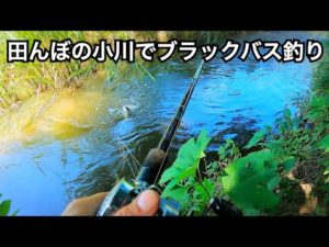 田んぼの小川でブラックバス釣り