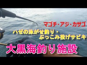 【大黒海釣り施設】ハゼの泳がせ釣り・ぶっこみ投げサビキ（マゴチ・アジ・カサゴ）