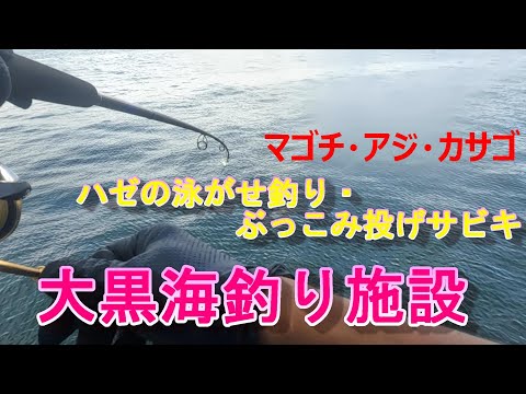 【大黒海釣り施設】ハゼの泳がせ釣り・ぶっこみ投げサビキ（マゴチ・アジ・カサゴ）