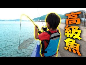 【釣り】高級魚 VS 小学生 　※奇跡が起きた!!
