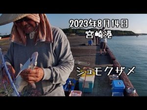 【フカセ釣り、泳がせ釣り：チヌ 、メジナ(グレ)、アジ、シーバス、サメ】2023年8月14日の宮崎港