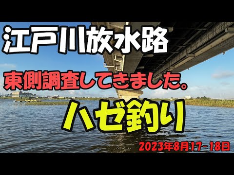 江戸川放水路ハゼ釣り（2023年8月17～18日）