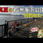真夏の若洲海浜公園でサビキ釣り調査｜週末の夕マヅメ狙いで釣れた魚はやっぱり・・