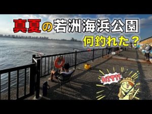 真夏の若洲海浜公園でサビキ釣り調査|週末の夕マヅメ狙いで釣れた魚はやっぱり・・