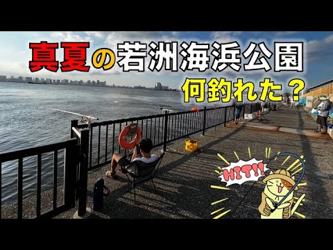 真夏の若洲海浜公園でサビキ釣り調査|週末の夕マヅメ狙いで釣れた魚はやっぱり・・