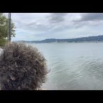 琵琶湖バス釣りライブRの8/31