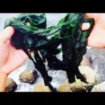 【閲覧注意】この釣りはマジで危険なので絶対にやめて下さい。