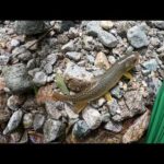 【渓流釣り】小川の様なチョロ沢に潜むオオイワナ‼