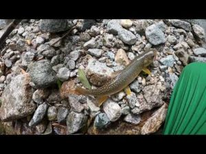 【渓流釣り】小川の様なチョロ沢に潜むオオイワナ‼