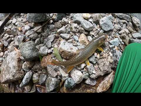 【渓流釣り】小川の様なチョロ沢に潜むオオイワナ‼