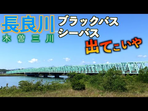 長良川でブラックバス・シーバス狙う！！（木曽三川・釣り）