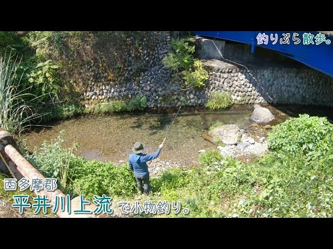 西多摩郡 平井川上流で小物釣り。暑い夏は標高の高い場所で釣りしましょ♪