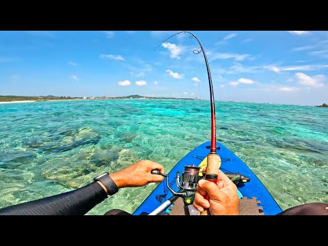 台風後に釣れる魚たち…