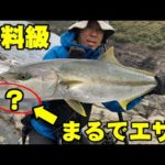 【有料級】9割の釣り人が使っていない青物が釣れない時の最強ルアーを徹底解説【ショアジギング】