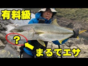【有料級】9割の釣り人が使っていない青物が釣れない時の最強ルアーを徹底解説【ショアジギング】