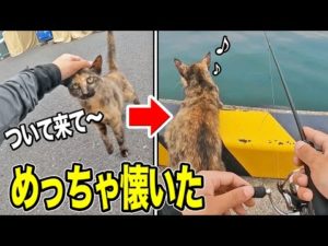 【釣り】猫ちゃんに「ついて来て」と言ったらめっちゃ懐いてしまったｗｗ