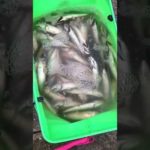 西宮ケーソン釣果情報　サビキ釣り楽しめる！フィッシングマックス芦屋店