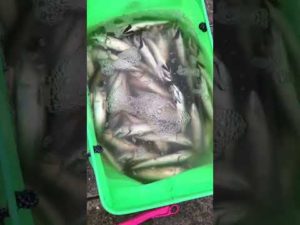 西宮ケーソン釣果情報　サビキ釣り楽しめる！フィッシングマックス芦屋店