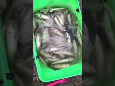 西宮ケーソン釣果情報　サビキ釣り楽しめる！フィッシングマックス芦屋店