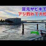 足元サビキでアジ釣れて大忙し