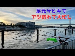 足元サビキでアジ釣れて大忙し