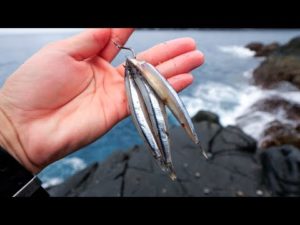 大物の実績が多数ある岩礁でキビナゴを落とすと…突然竿がぶち曲がる【#2】