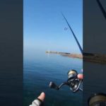 釣り人のアイドルランカーシーバスをトップウォーターで釣る能登海釣り！#釣り #シーバス #fishing #トップウォーター #能登