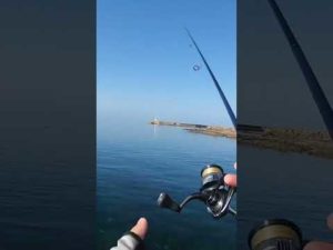 釣り人のアイドルランカーシーバスをトップウォーターで釣る能登海釣り！#釣り #シーバス #fishing #トップウォーター #能登