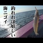 沖のシロギス釣りは耐暑訓練【シロギスの霜降り造り】