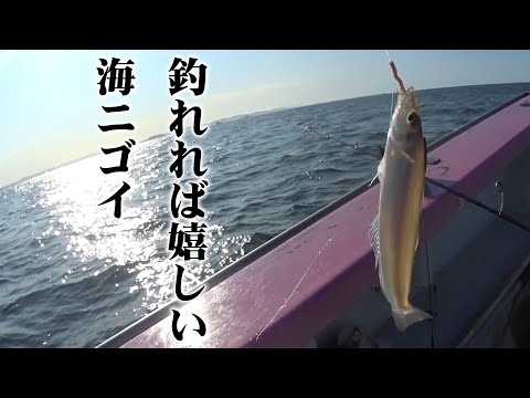 沖のシロギス釣りは耐暑訓練【シロギスの霜降り造り】