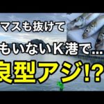 外房Ｋ港カマスも抜けて誰もいない港で良型アジ釣り⁉︎2023.8