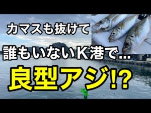 外房Ｋ港カマスも抜けて誰もいない港で良型アジ釣り⁉︎2023.8