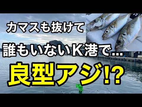 外房K港カマスも抜けて誰もいない港で良型アジ釣り⁉︎2023.8