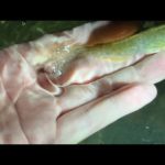 今夜はどうなんだい？ハゼ釣り生放送