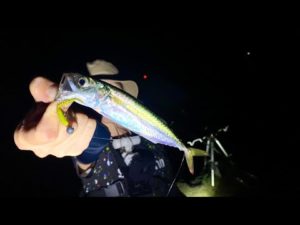 小魚が沸いている堤防で飲ませ釣りをしてみたら…