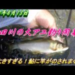 【櫛田川で大アユ釣り】8月13日今年も大きすぎる鮎が釣れます。＃アユ釣り＃櫛田川＃大アユ