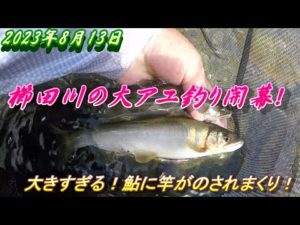 【櫛田川で大アユ釣り】8月13日今年も大きすぎる鮎が釣れます。＃アユ釣り＃櫛田川＃大アユ
