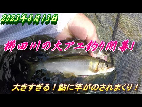 【櫛田川で大アユ釣り】8月13日今年も大きすぎる鮎が釣れます。＃アユ釣り＃櫛田川＃大アユ
