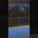 なんだコレ…。伝説？　　　#ドラゴン　#バス釣り  #幻