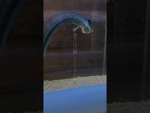 なんだコレ…。伝説？　　　#ドラゴン　#バス釣り  #幻