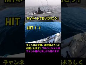 ヒラメ 泳がせ釣り ヒットシーンから取り込みまで #shorts