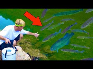 【衝撃映像】ブラックバスの巣窟にエビ撒き続けた後に釣りしたら異常事態起こったww