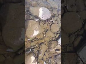 外道のウグイを練習台に⁉️ #渓流釣り #北海道 #シマノ #ボーダレス #大物釣り #北海道の釣り #外道