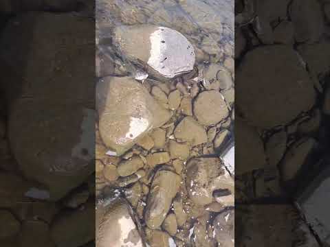 外道のウグイを練習台に⁉️ #渓流釣り #北海道 #シマノ #ボーダレス #大物釣り #北海道の釣り #外道