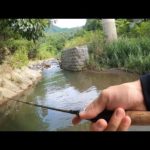 ついにあの魚がきた！日川で釣り