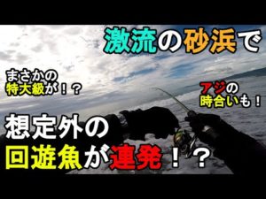 【神奈川県某所】激流の砂浜で想定外の回遊魚が連発！？夏の終わりの時期に、関東地方の相模湾側に面している砂浜で2日間釣りしてみたら…！【2023年9月上旬】