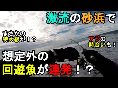 【神奈川県某所】激流の砂浜で想定外の回遊魚が連発!?夏の終わりの時期に、関東地方の相模湾側に面している砂浜で2日間釣りしてみたら…!【2023年9月上旬】