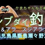 シブダイ釣り　瀬々野浦　かまちゃんねる第８６話